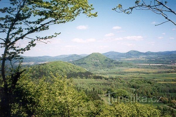 Taxus Heuvel