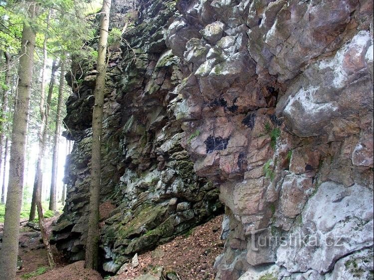 árbol de tejo