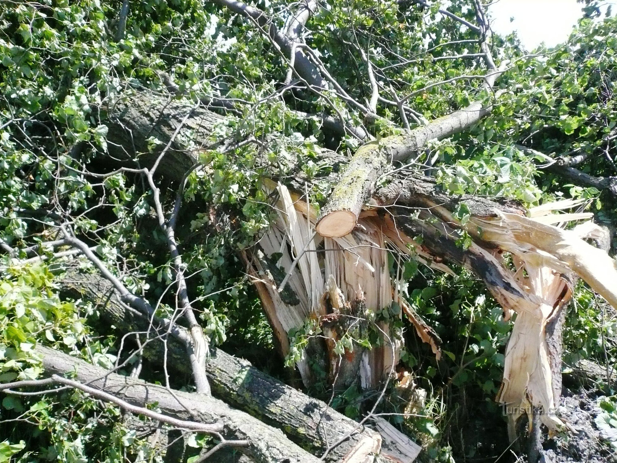 Dat was een eeuwenoude lindeboom