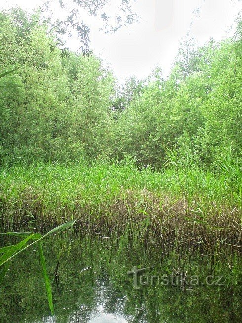 als het een regenachtig jaar is, stopt het water hier