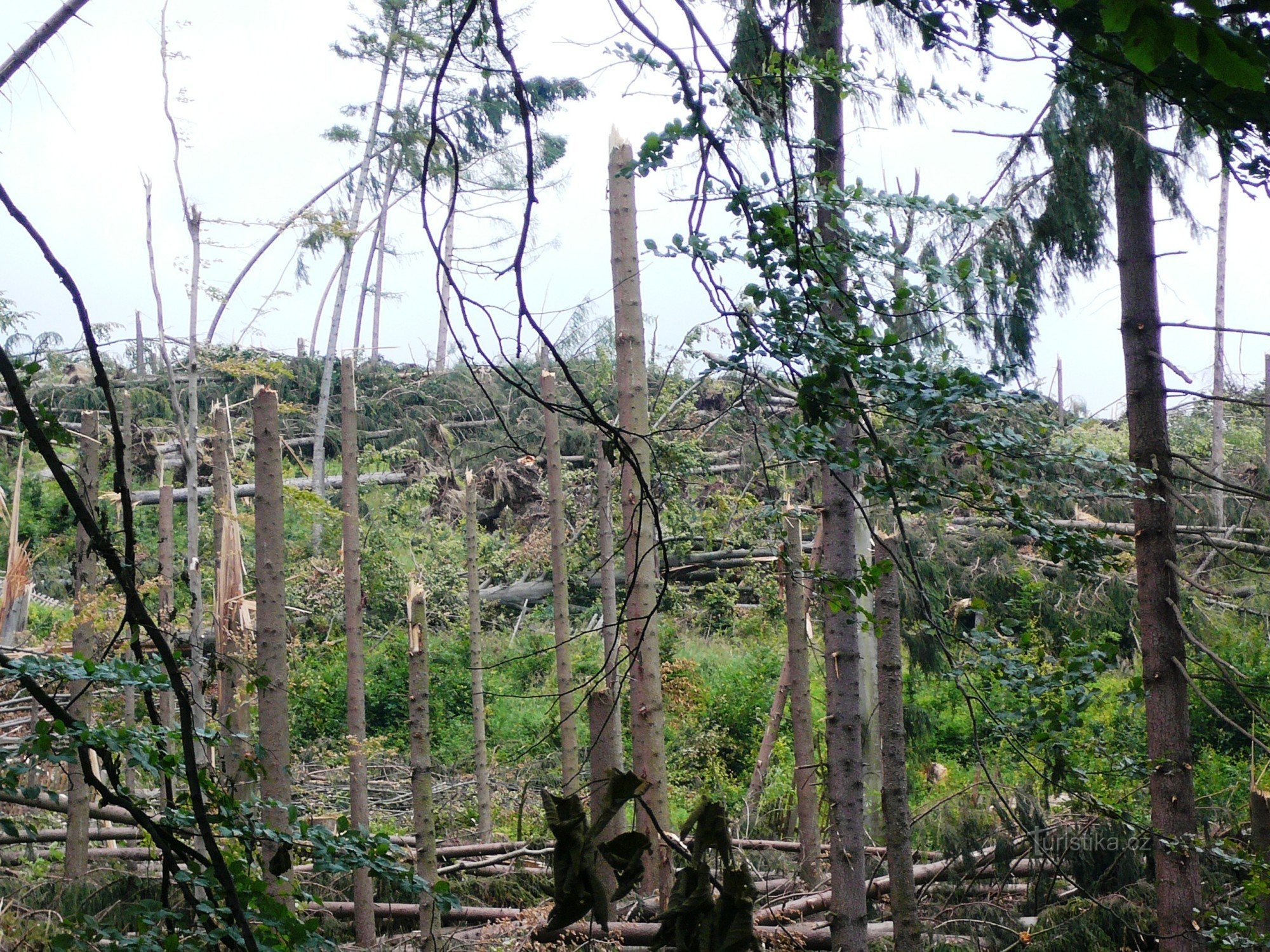 Não são fósforos, eram árvores