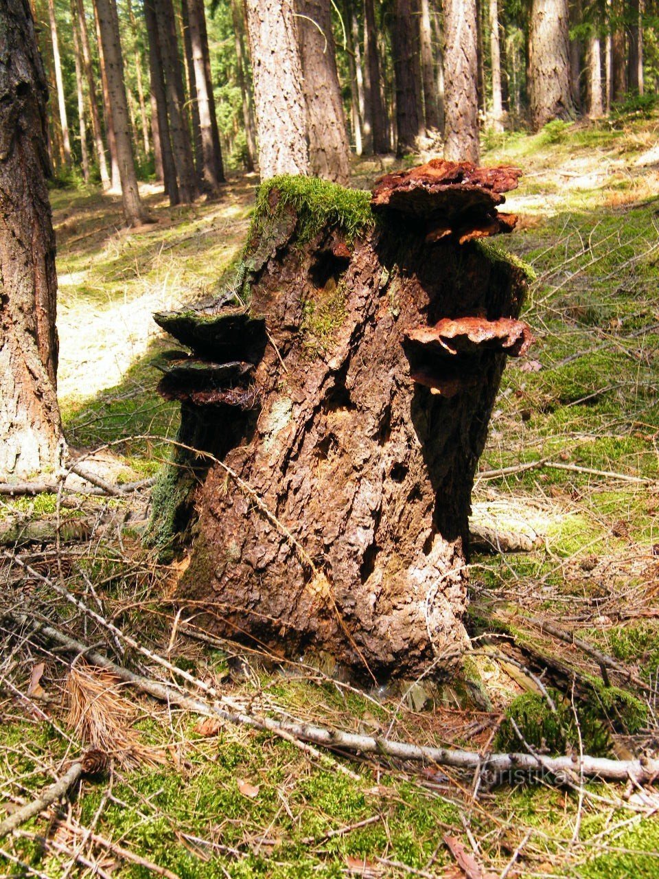 tohle nejsou Kročehlavy