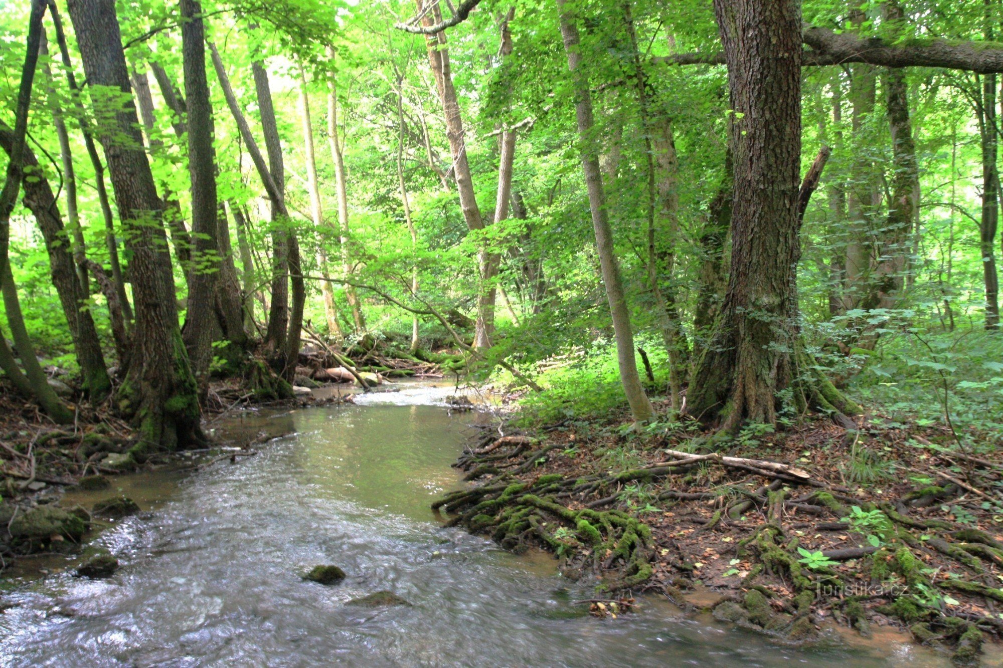 The Říčka stream near Kaprálova's well