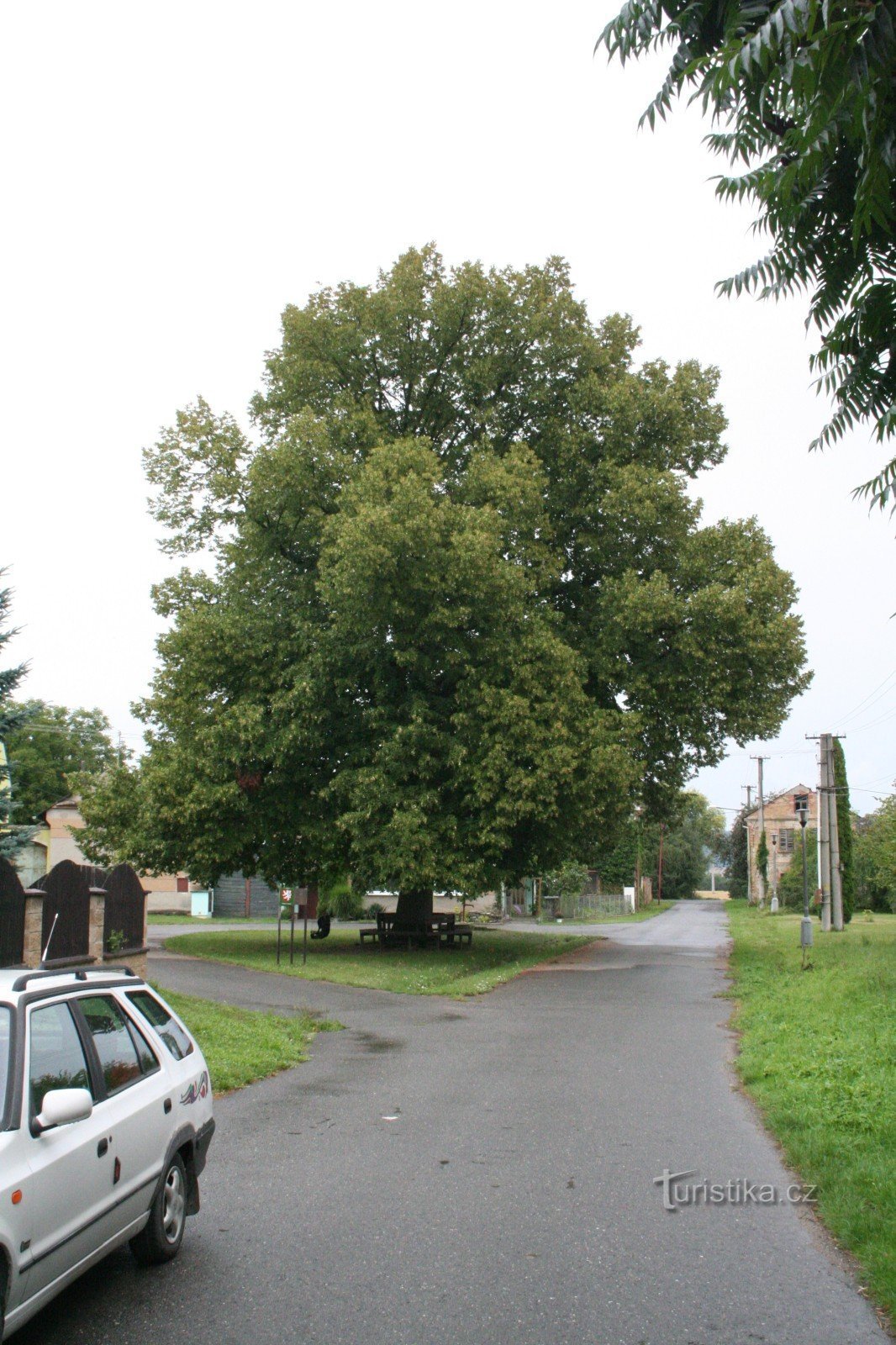 Липа Томашка в Moravská Hůzová