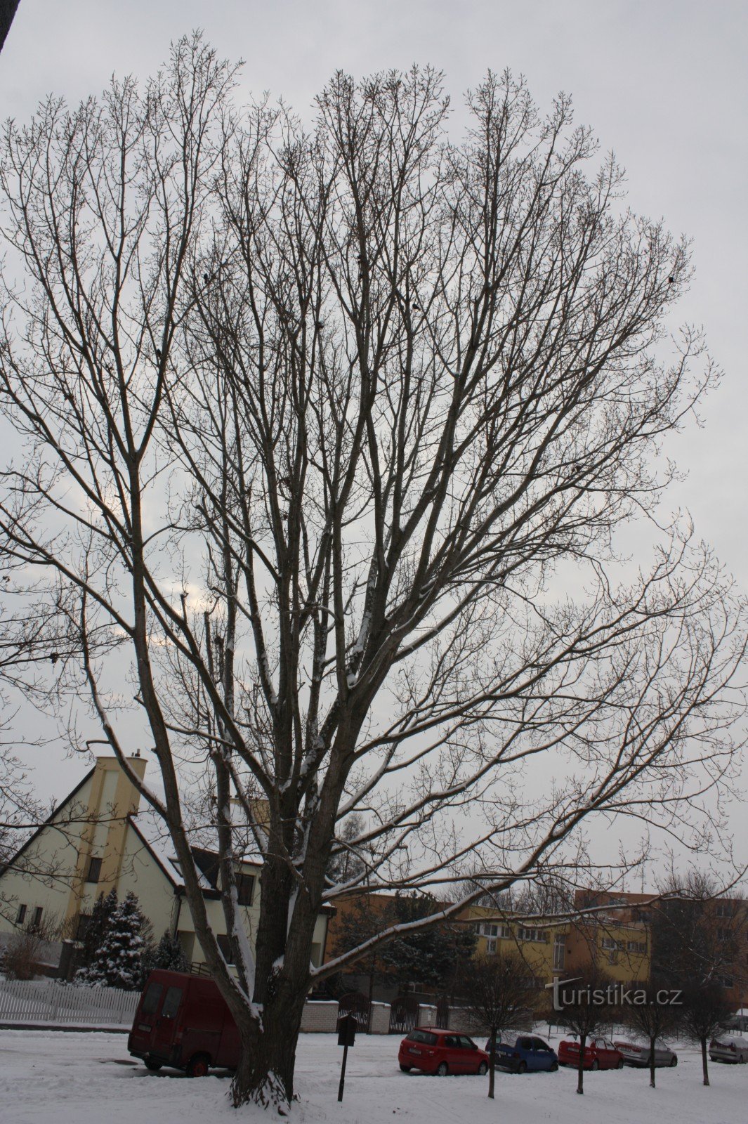 Canadian poplar in Brno Chrlíce 2013