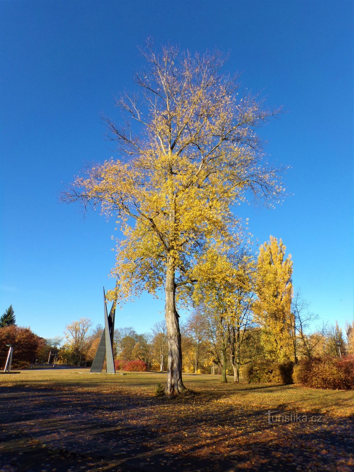 Álamo de álamo frente al polideportivo (Hradec Králové, 3.11.2021 de noviembre de XNUMX)