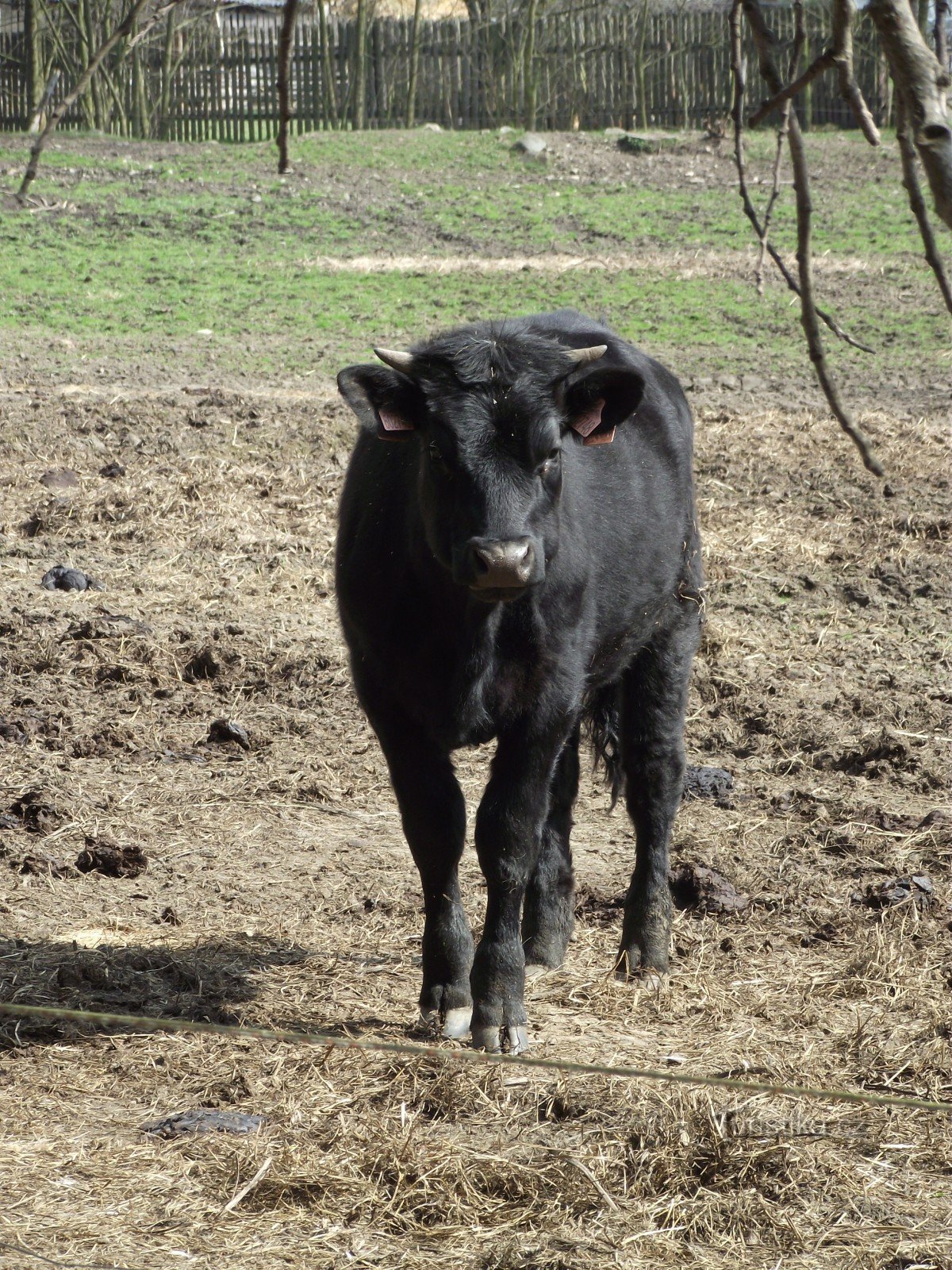 toro da đen