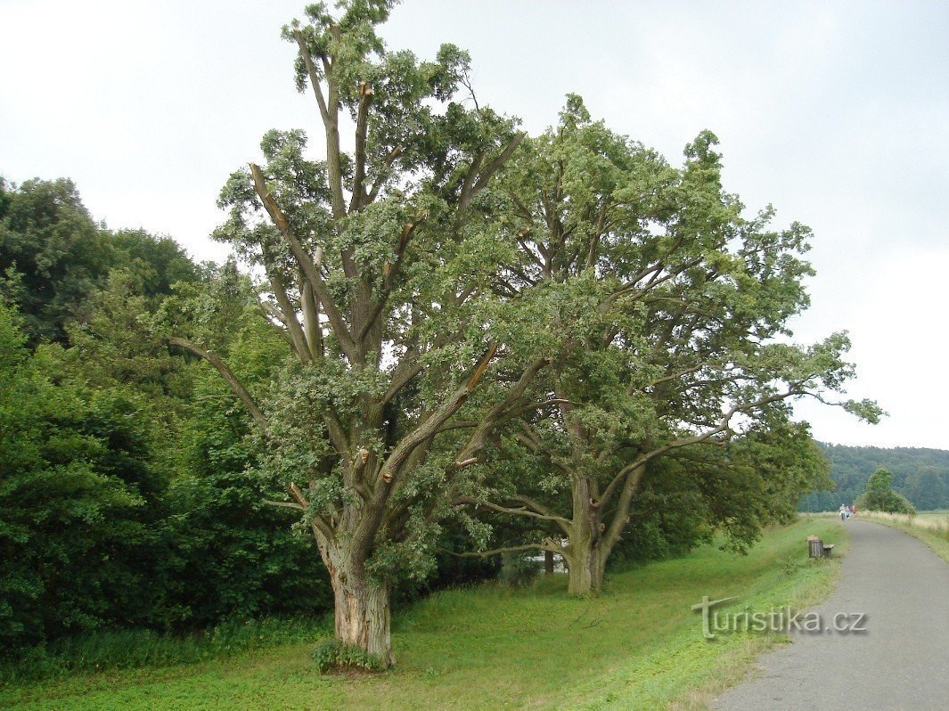 Torso of summer oaks near Ratibořice - home of beetles