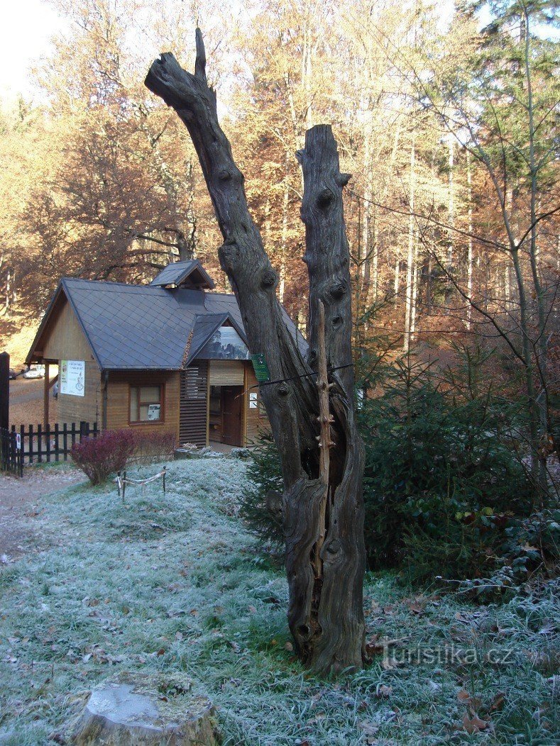 Beneš pine torso