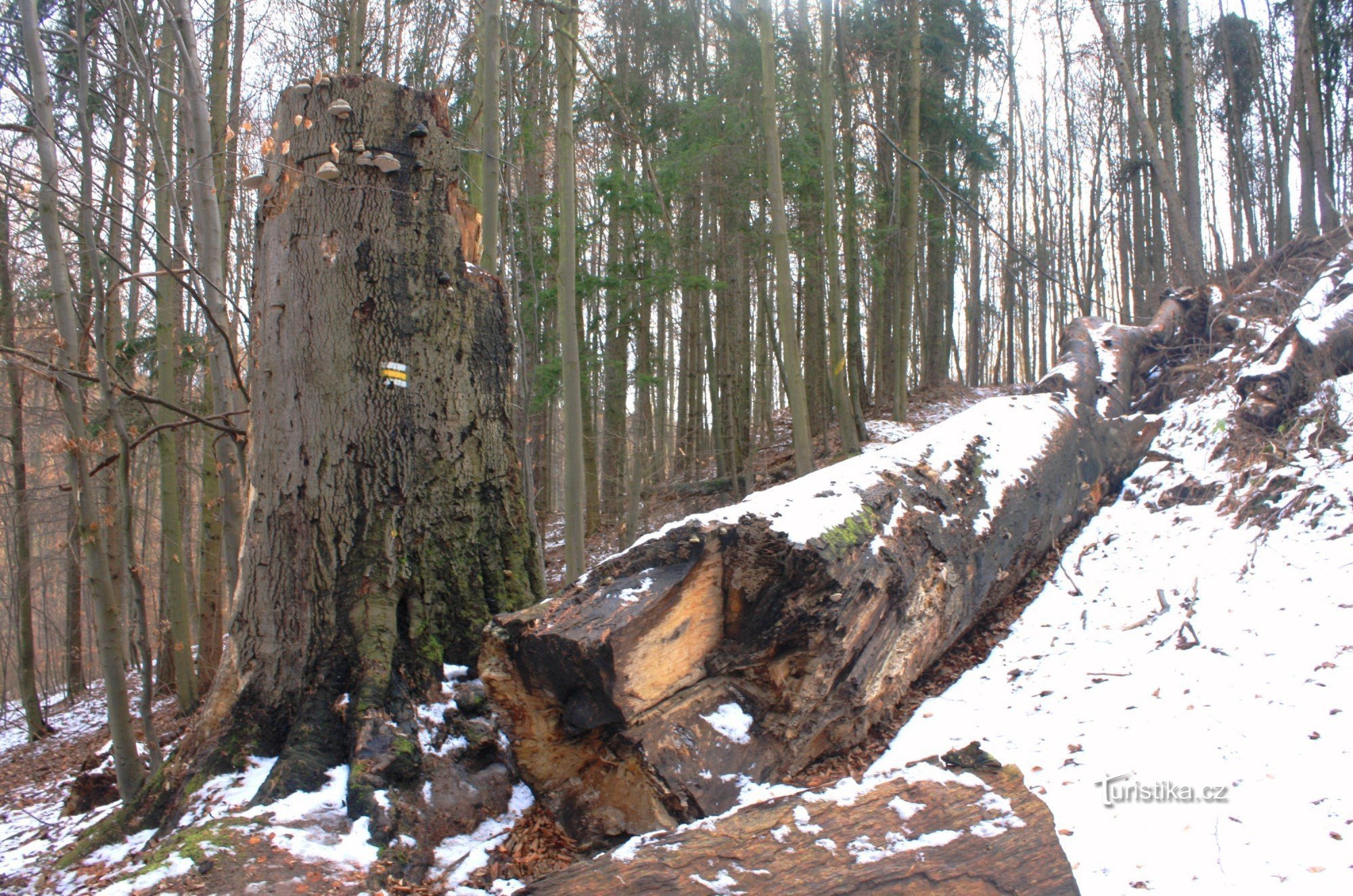 O tronco de uma faia na estrada de acesso ao Castelo de Ronovu