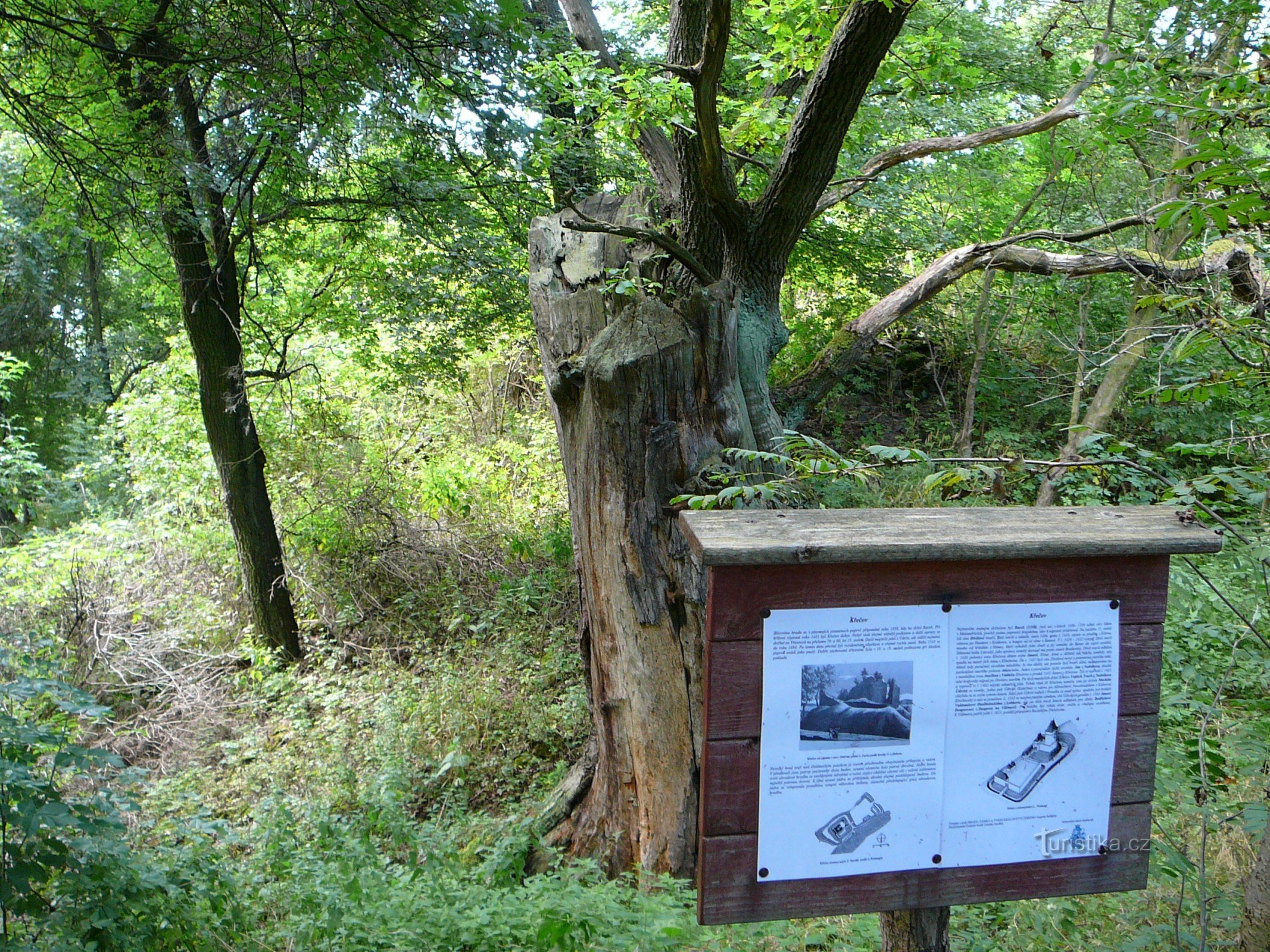 Thân cây sồi trong hào lâu đài với bảng thông tin