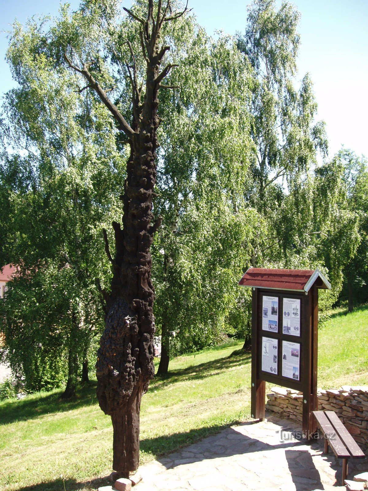 Κορμός από δέντρο πουρνάρι με πίνακα πληροφοριών