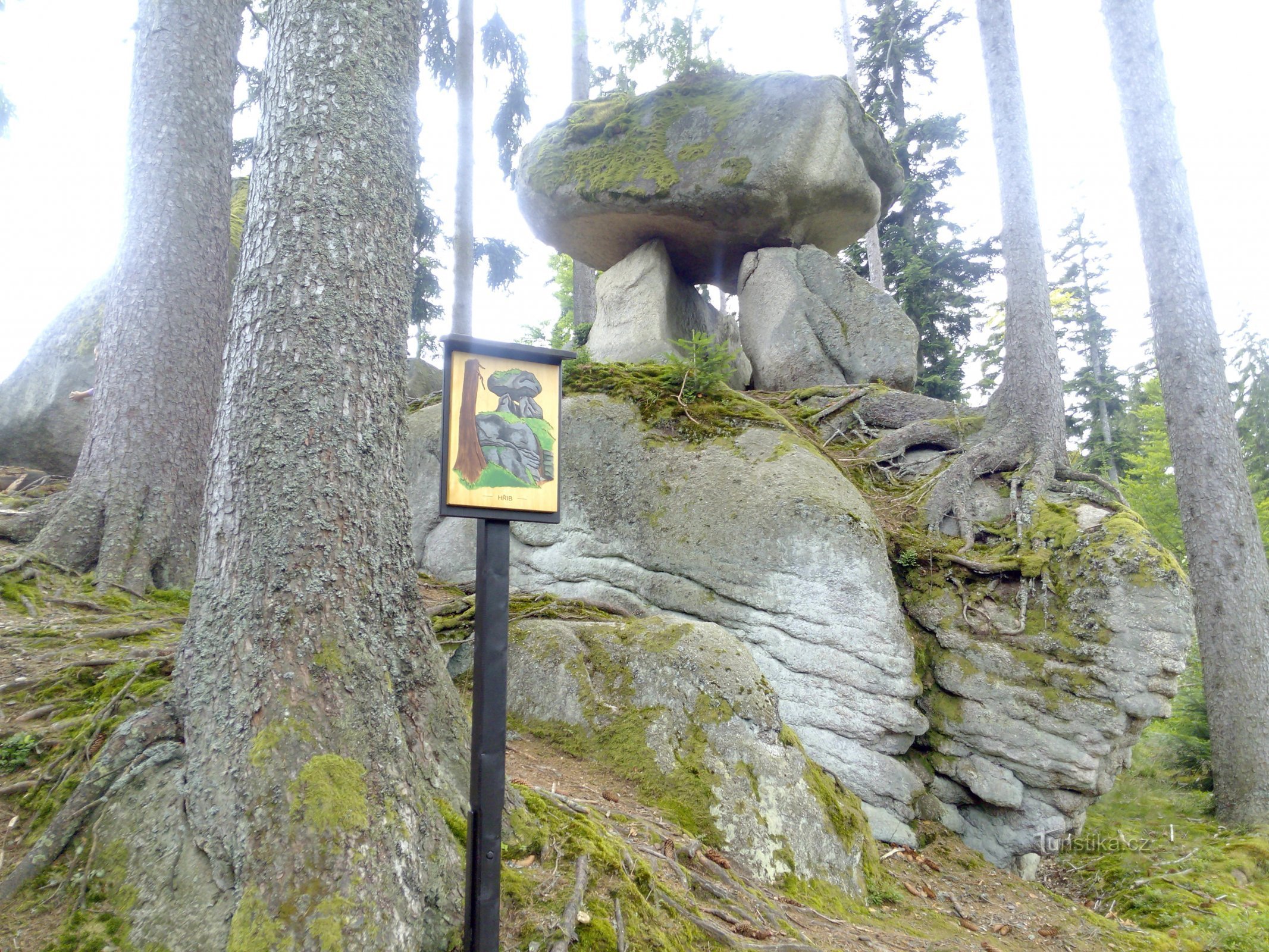 C'est un champignon