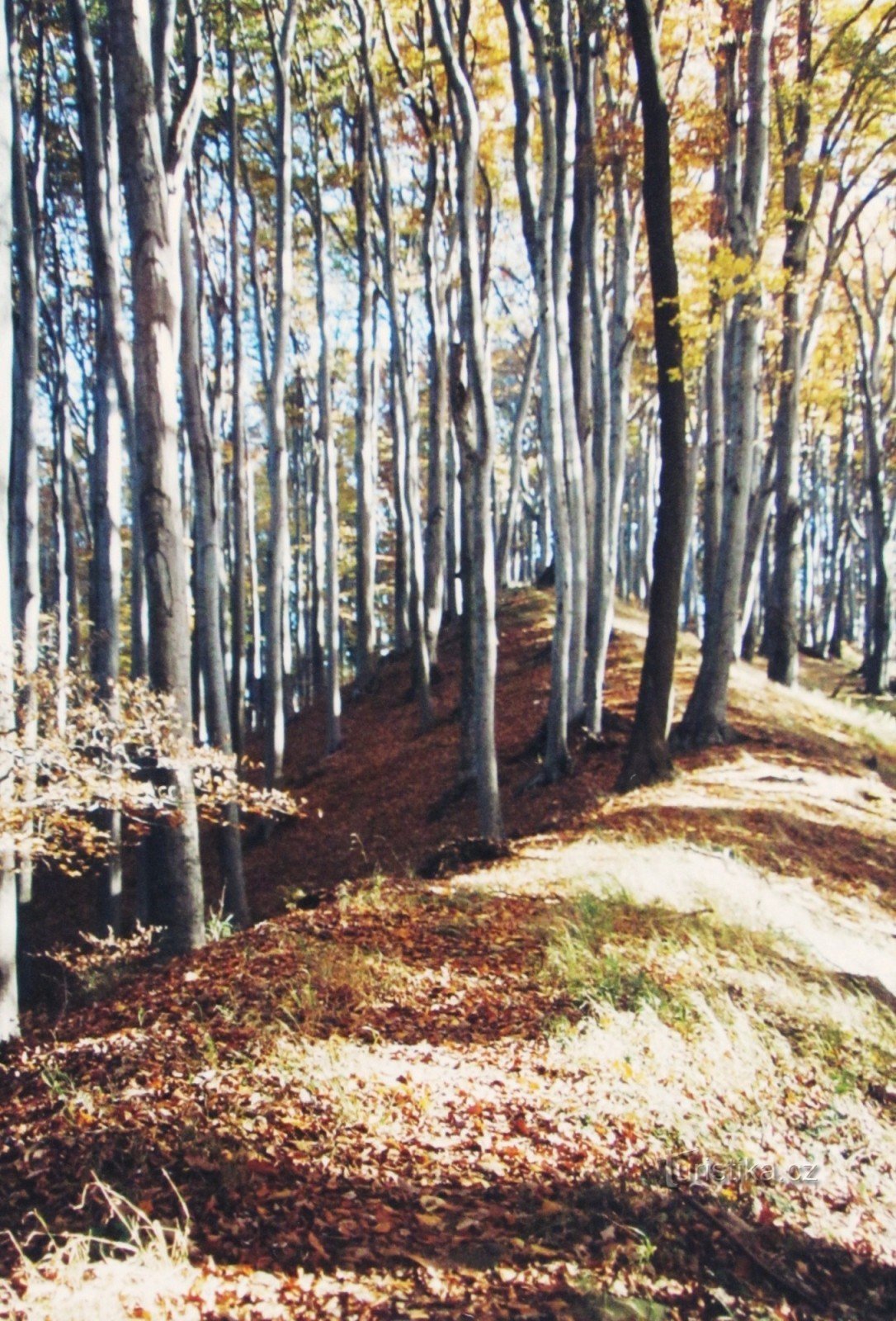 Errant à travers l'automne Buchlovic (2005)