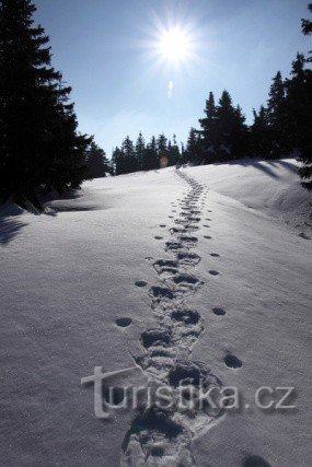 SNOW-SHOES WALKING THROUGH THE ASH WOODS - FROM LITTLE MORAVKA TO PETER'S STONES