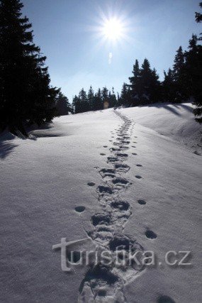 RAQUETTES À NEIGE EN MARCHE DANS LES BOIS DE FRÊNES - DE LA PETITE MORAVKA AUX PIERRES DE PETER