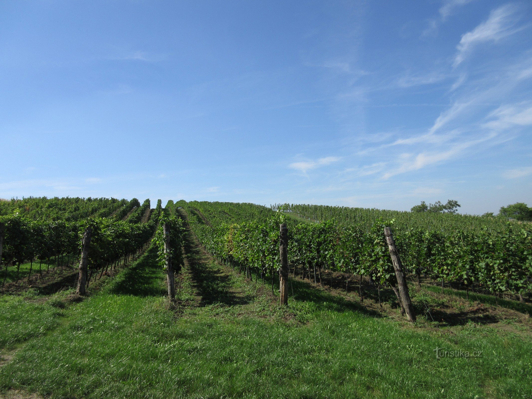 Tour de burčák sur les routes des vins de Znojmo