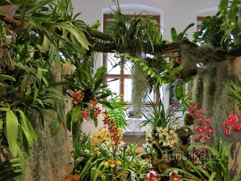 Tradiční výstava Orchidejí sukulentů a jiných exotických rostlin