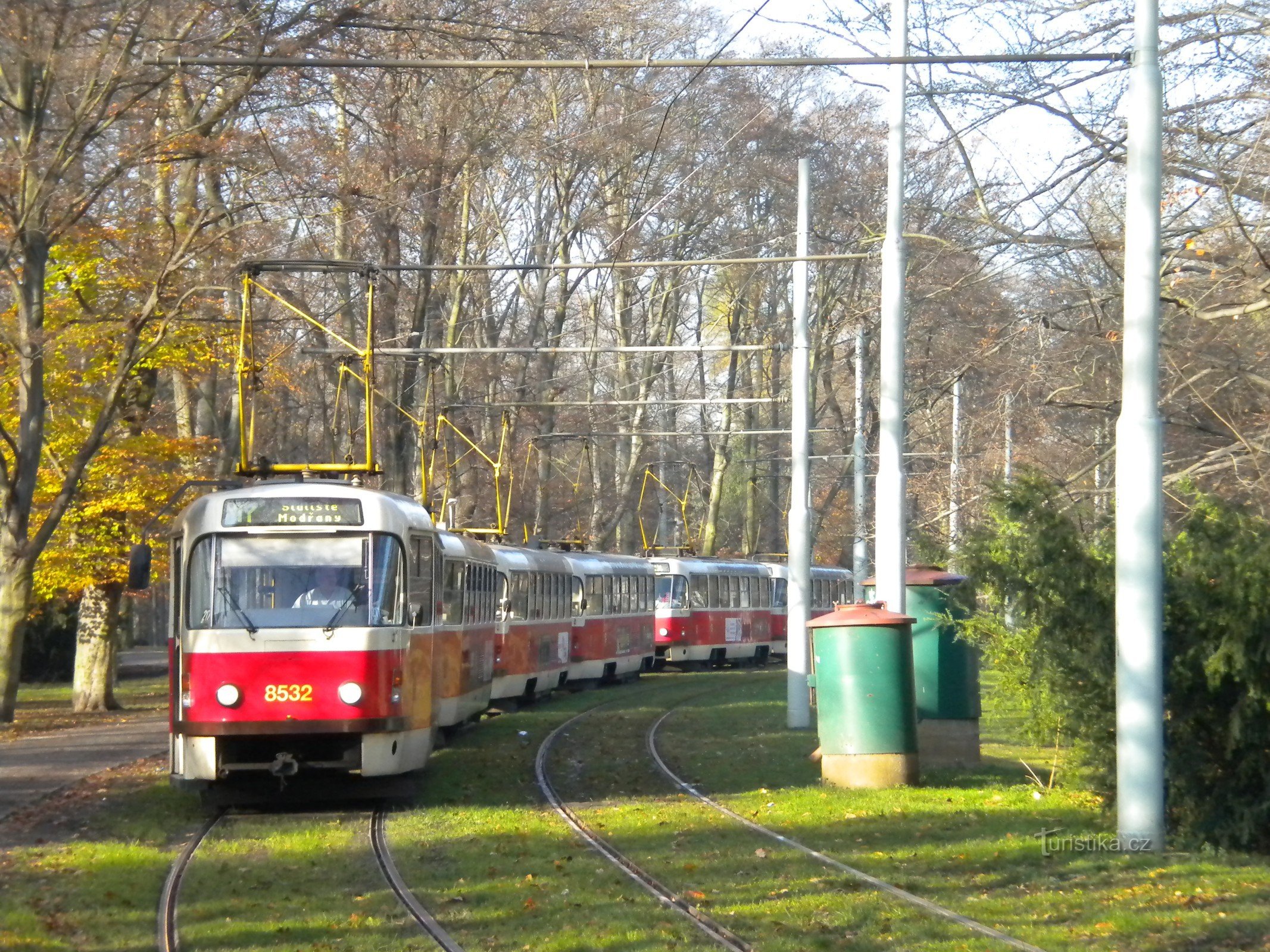 Tramwaje T3 na drzewie.