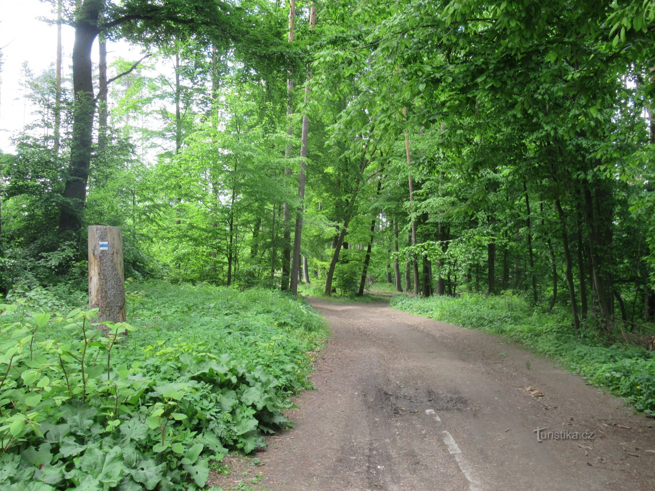 Die Route führt größtenteils durch Laubwälder