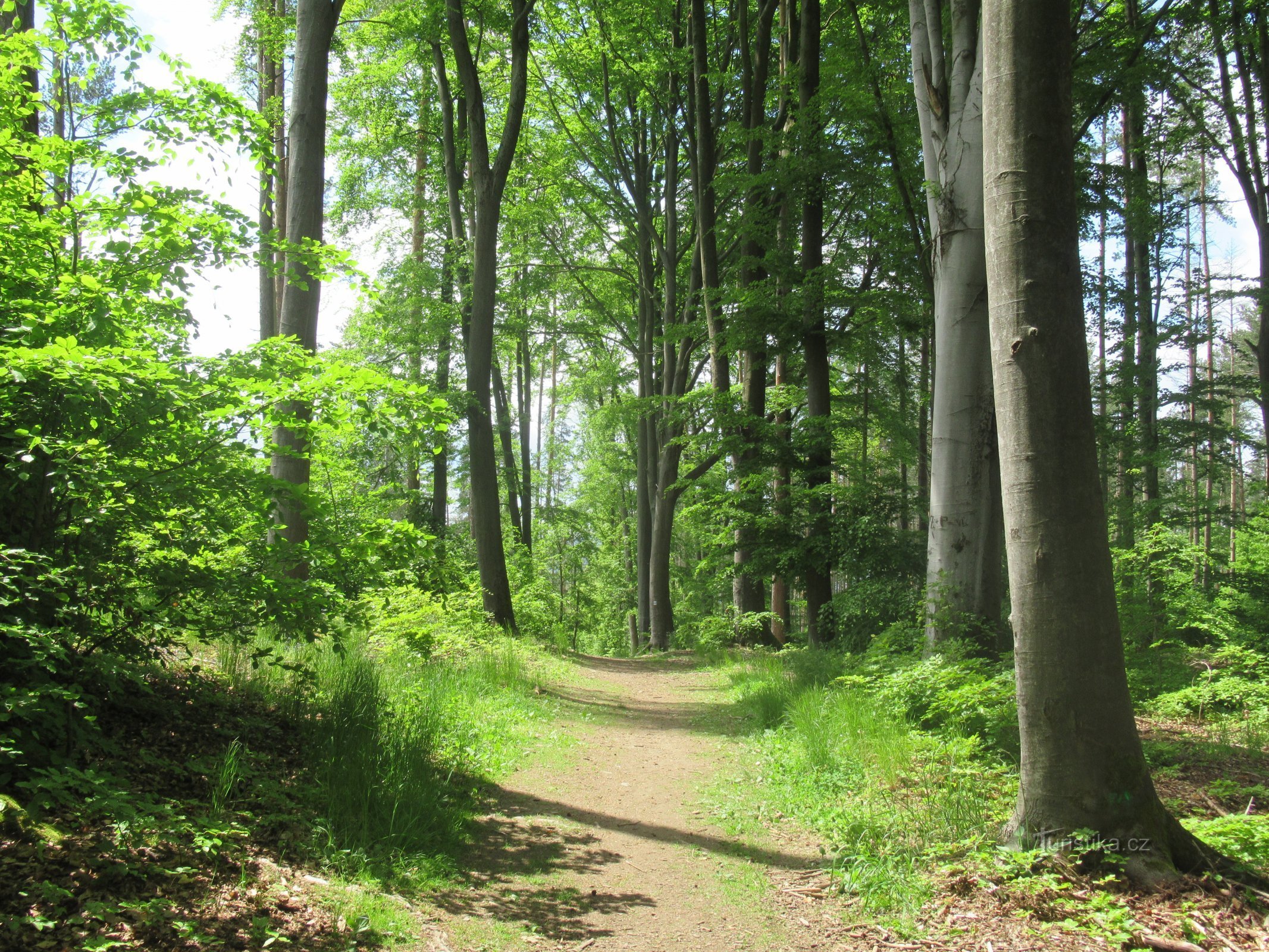 The route mostly leads through deciduous forests