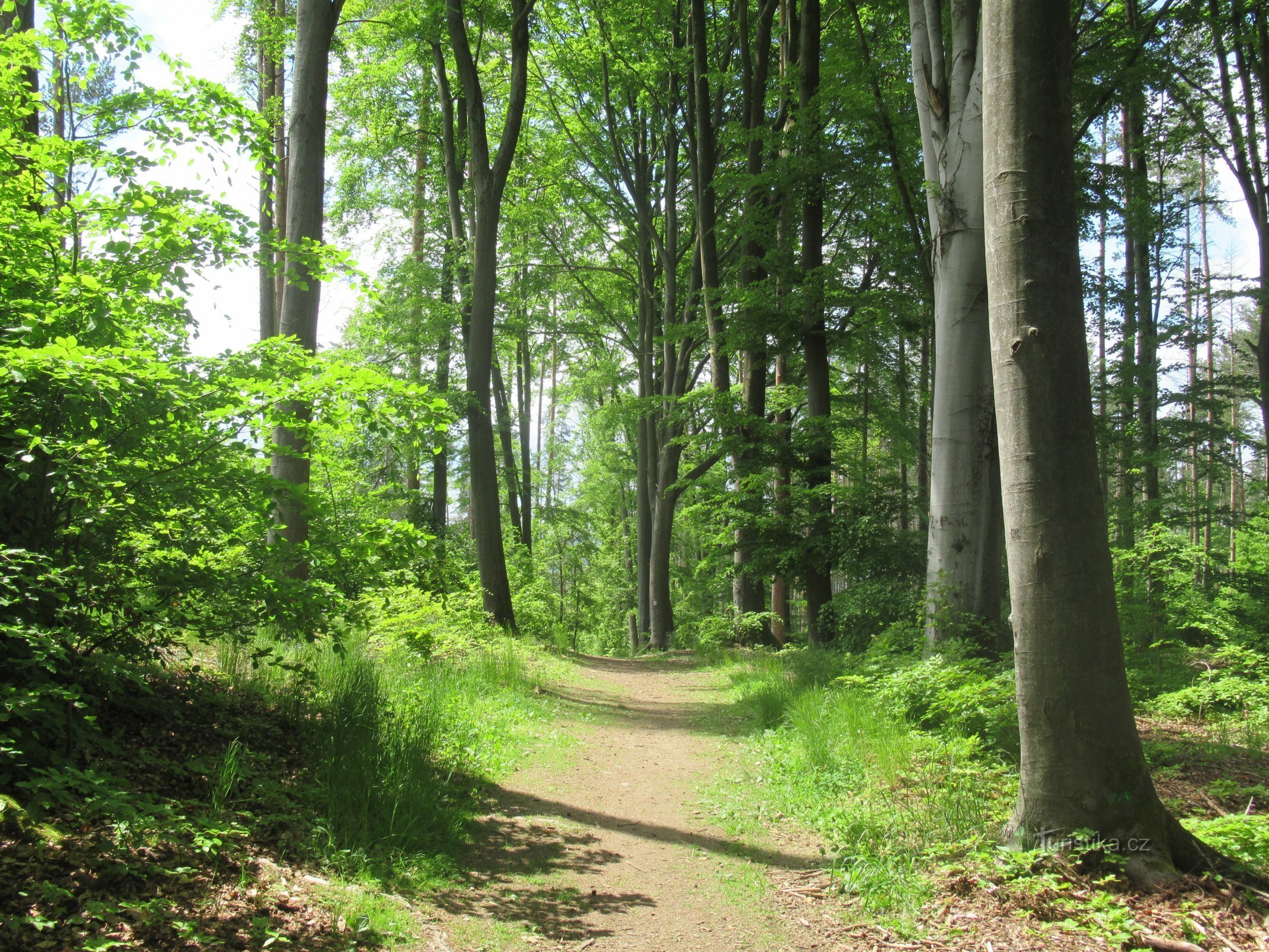 L'itinéraire traverse principalement des forêts de feuillus