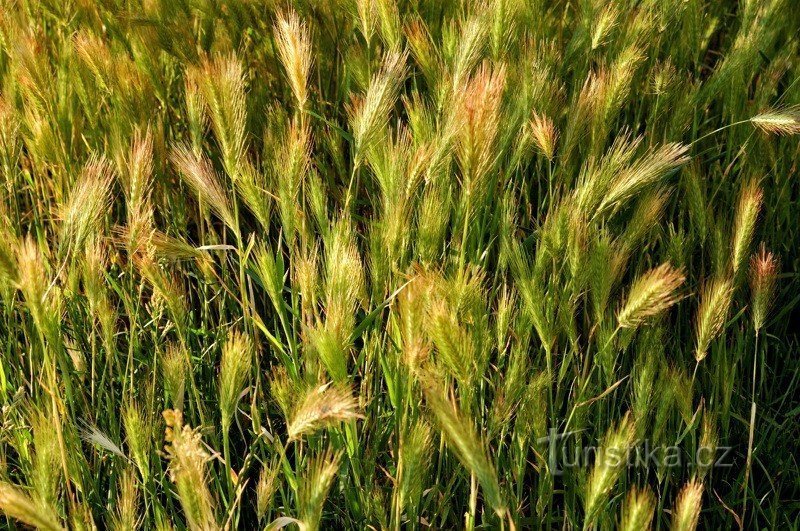 Het gras boven de voormalige bunker