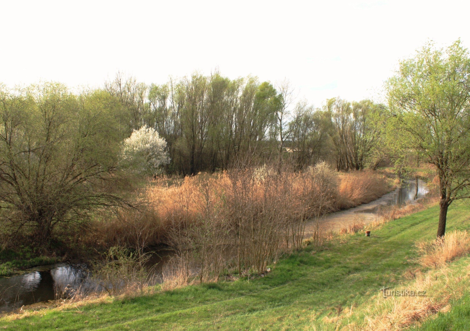 Graswerf - waterpoel met riet