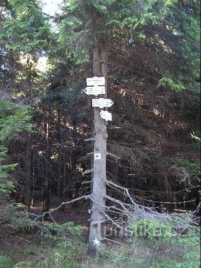 草の交差点: 草の交差点