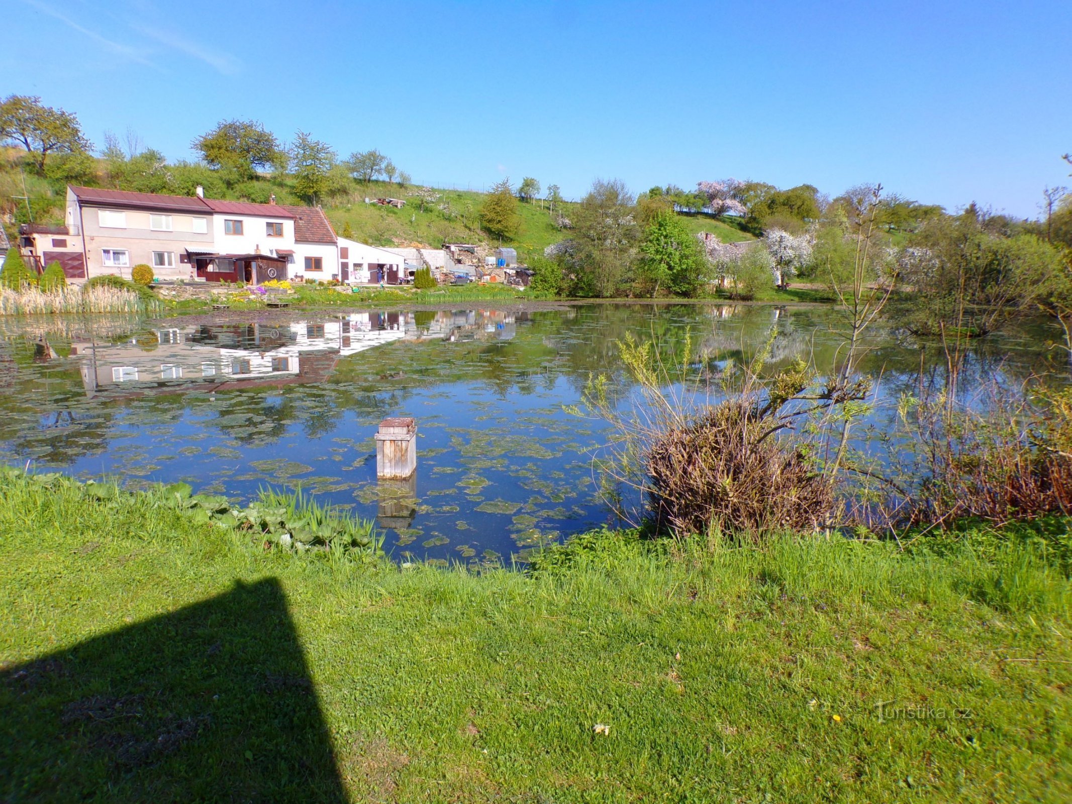 Třebešovský pond (Velký Třebešov, 8.5.2022 May XNUMX)