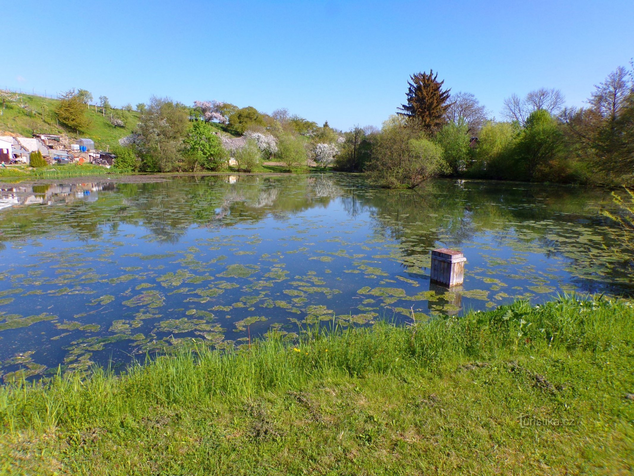 Lagoa de Třebešovský (Velký Třebešov, 8.5.2022 de maio de XNUMX)