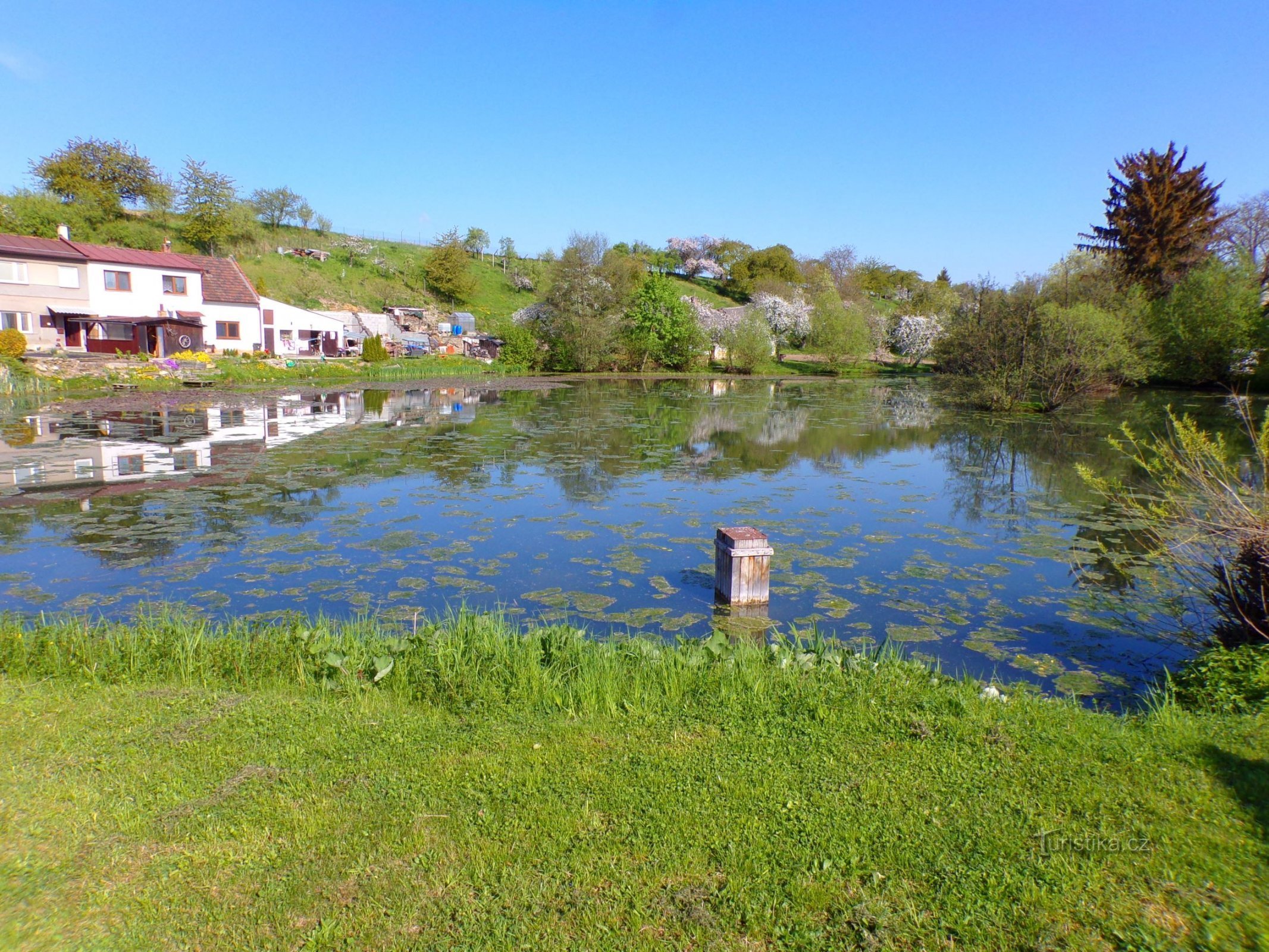 Stagno di Třebešovský (Velký Třebešov, 8.5.2022 maggio XNUMX)