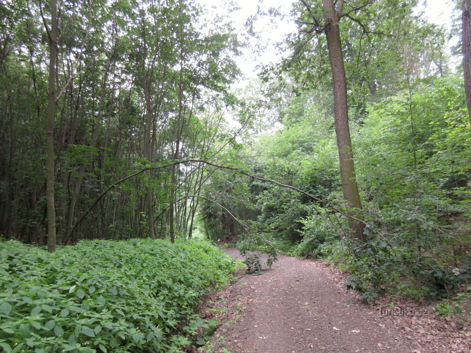 Třebušín – Burgruine Kalich