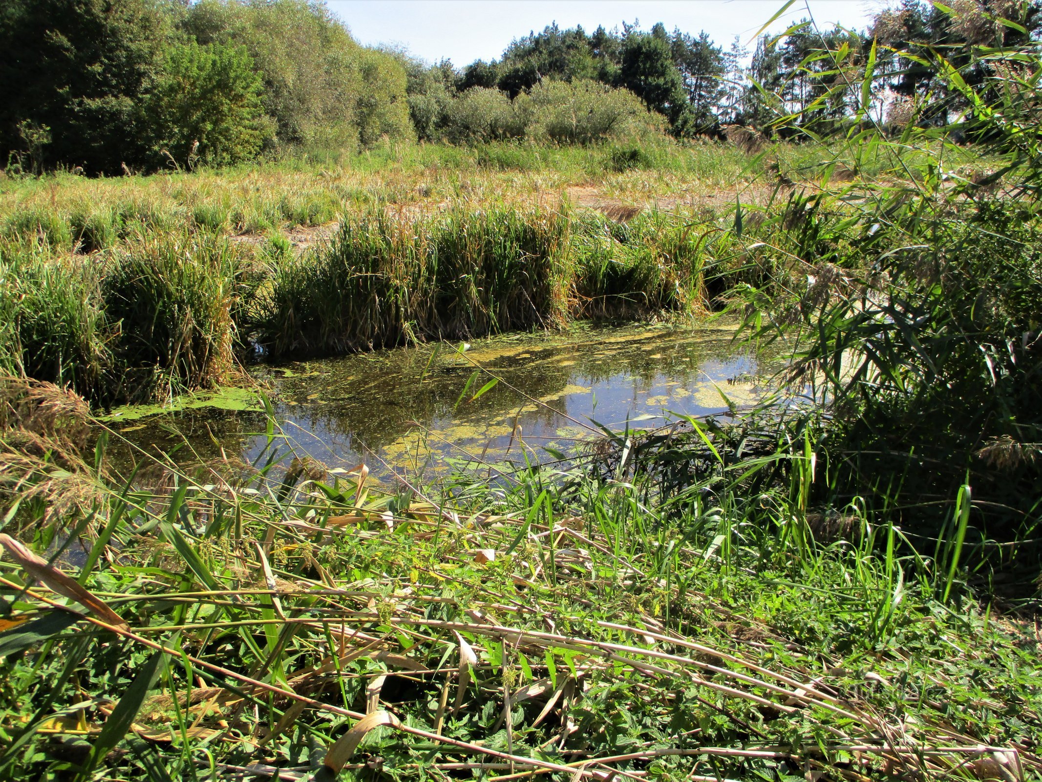 Arroyo Třesický cerca de Požár (Kosičky, 18.9.2020/XNUMX/XNUMX)