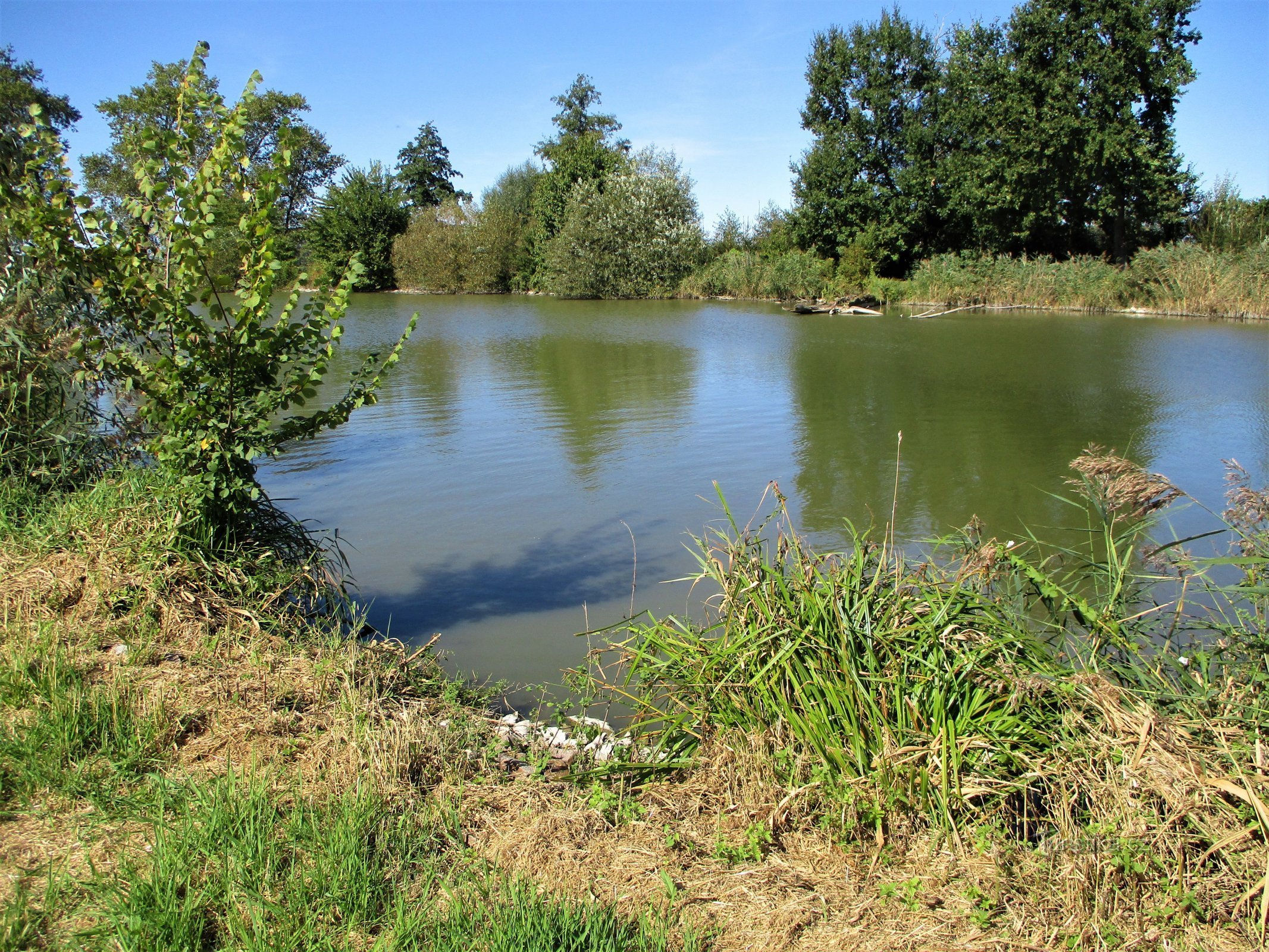 Třesický pond (Kosičky, 18.9.2020/XNUMX/XNUMX)