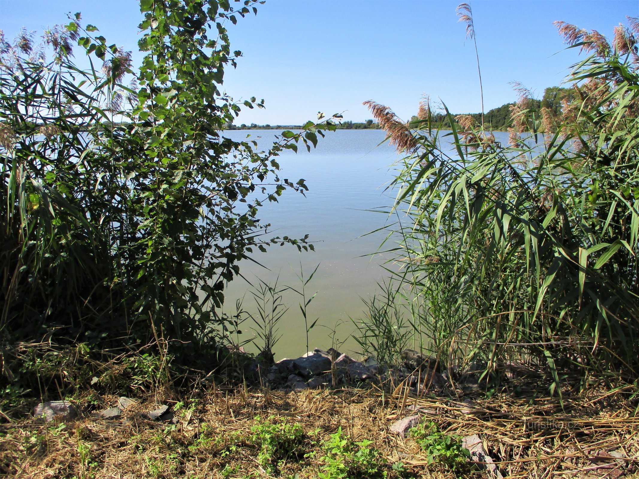 Třesický pond (Kosičky, 18.9.2020/XNUMX/XNUMX)