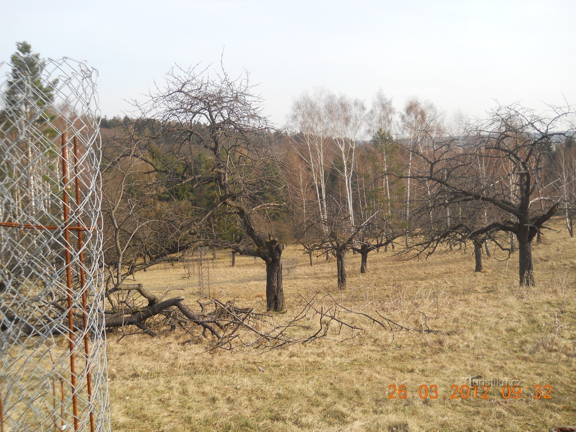 Cerises à Libeňská obora