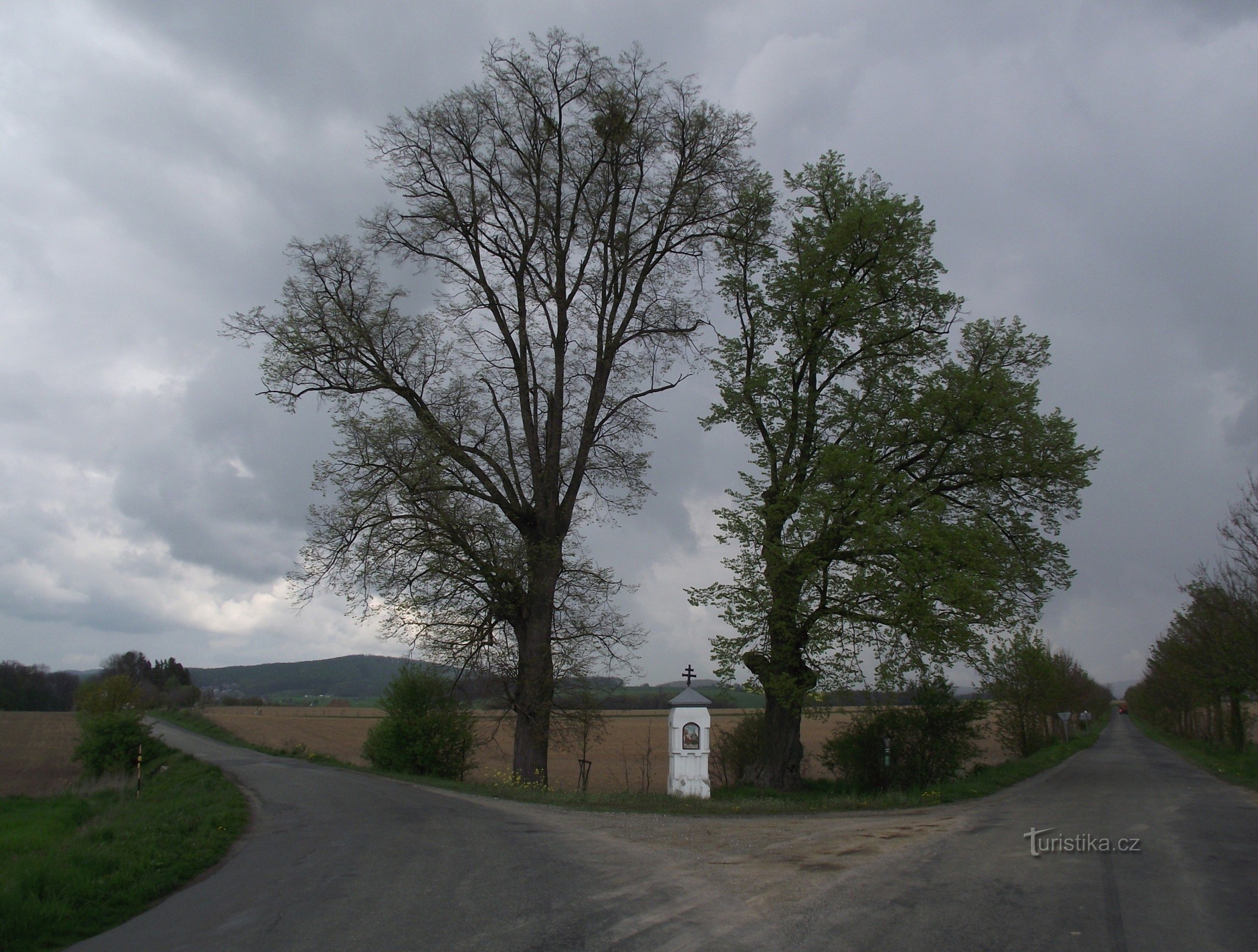 cherry linden trees