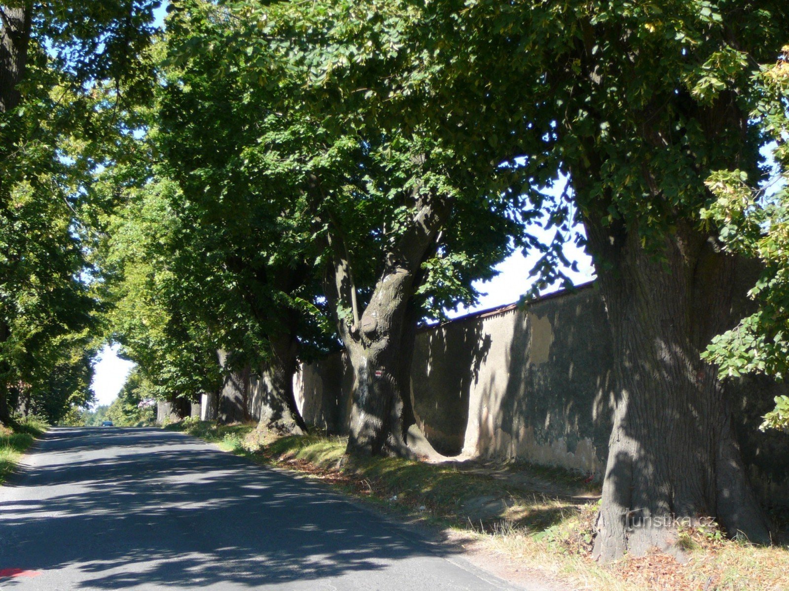 96 本の木があるトラノフスカー リンデンの路地