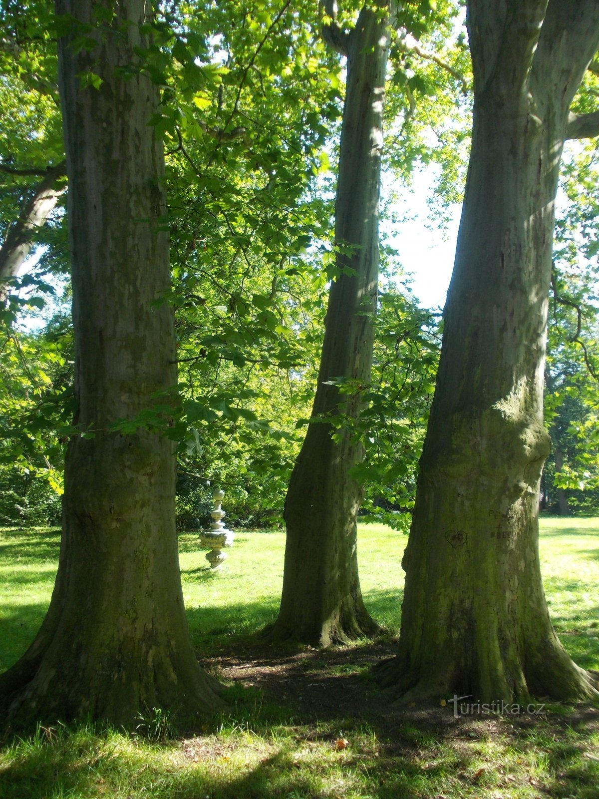 tres árboles en el parque