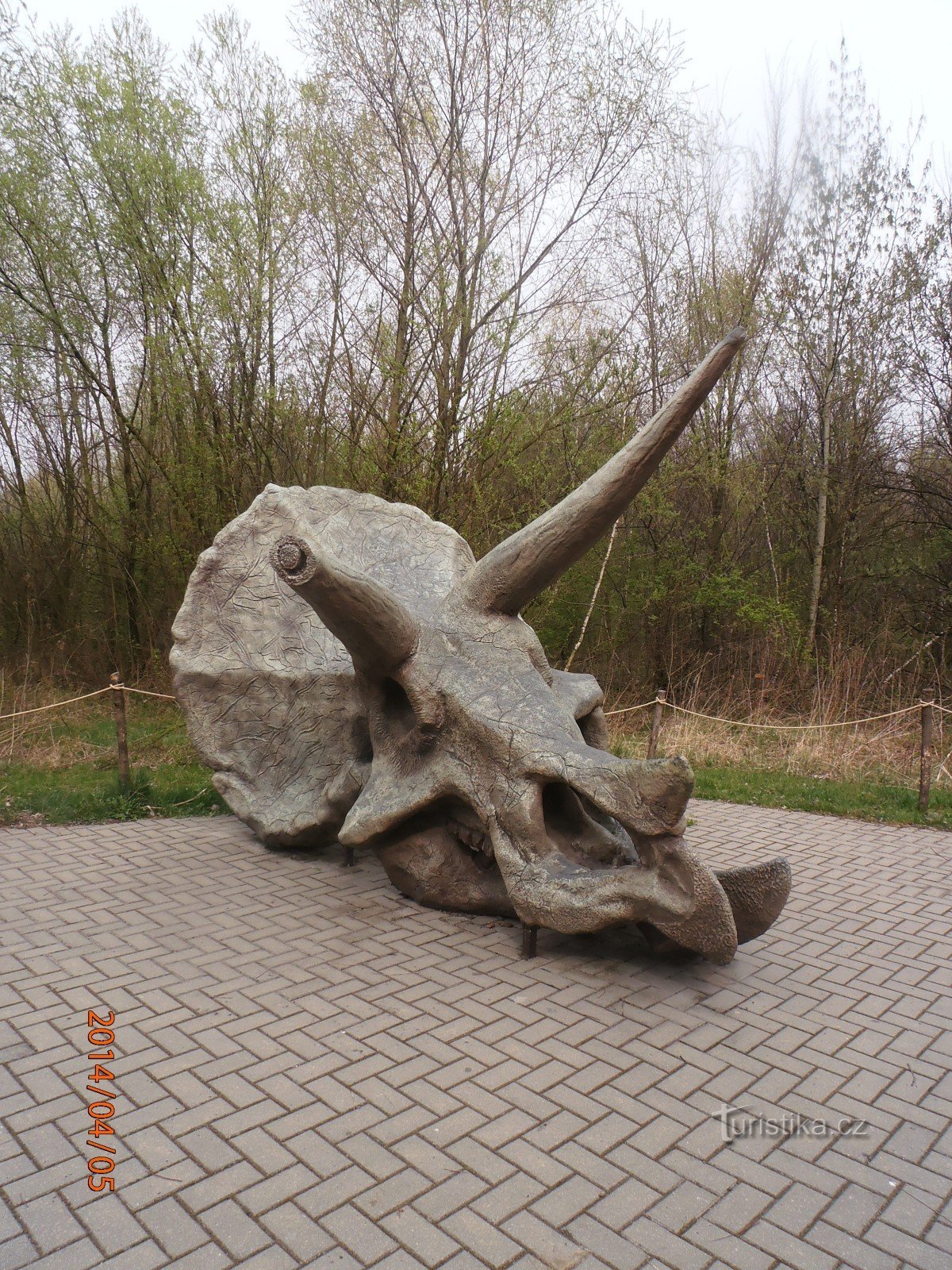 triceratops