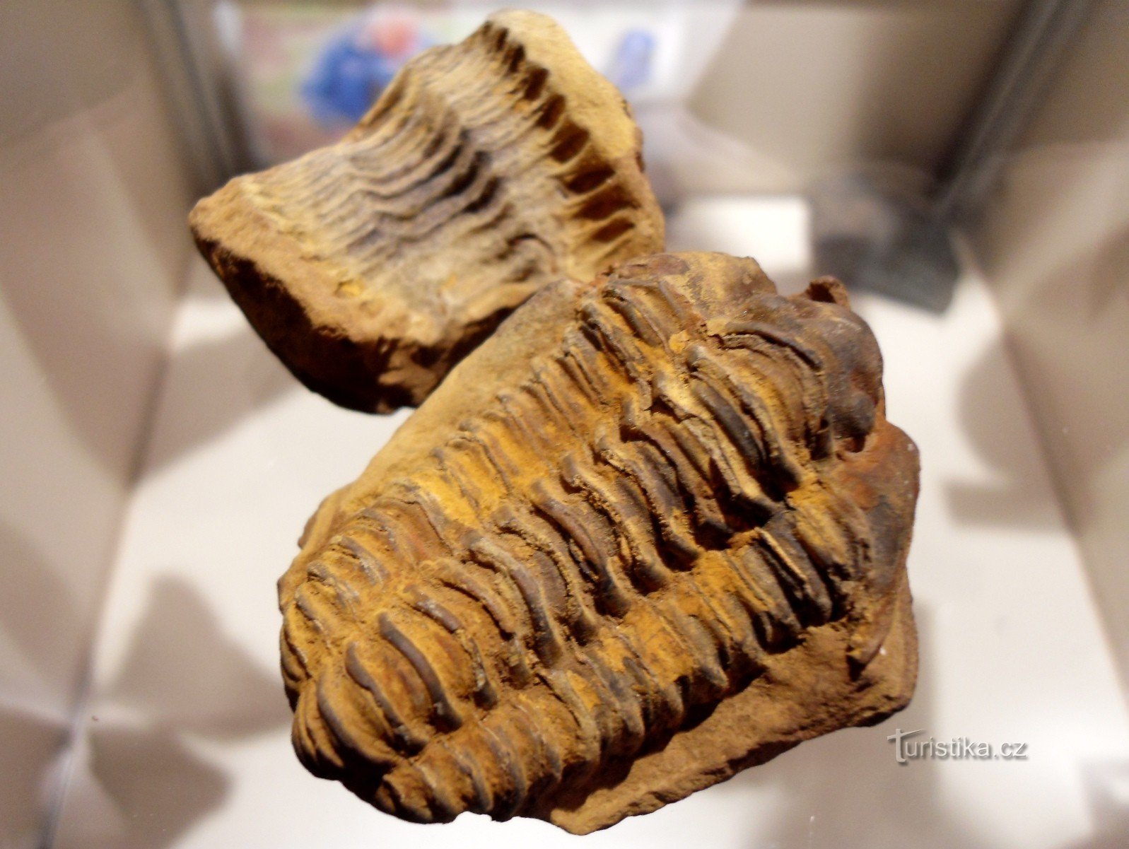 trilobite