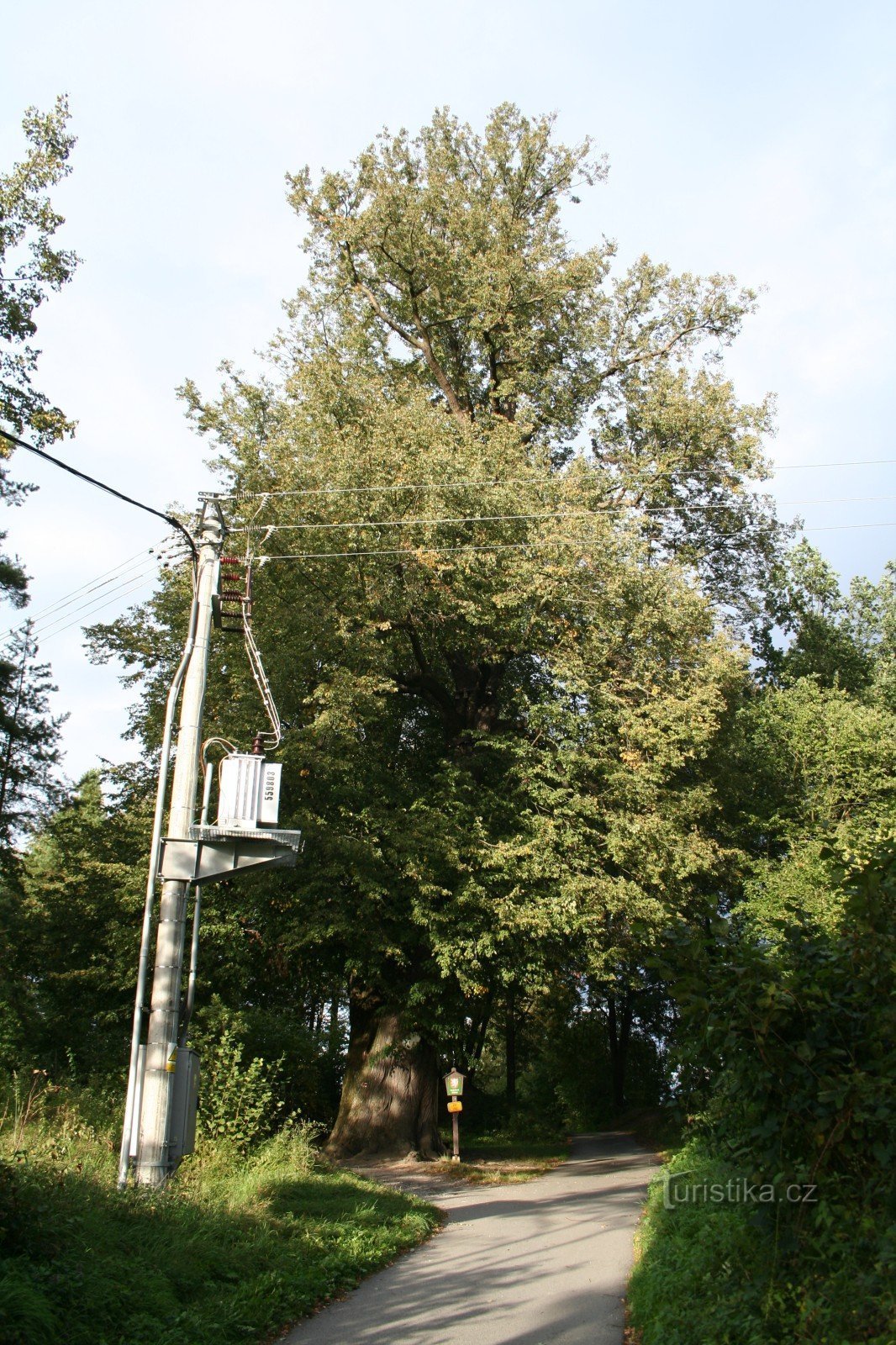 Třísov linden