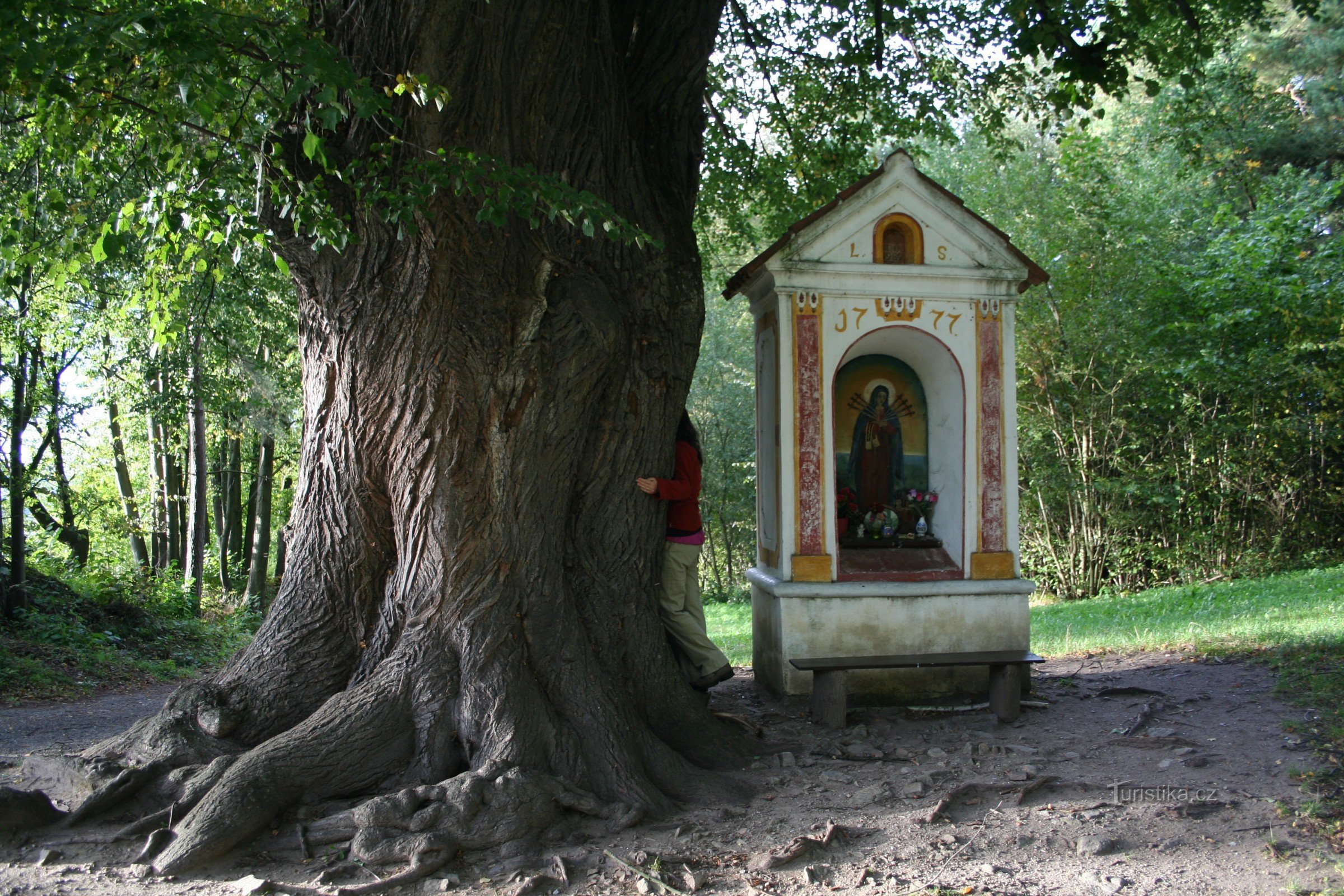 Třísov linden