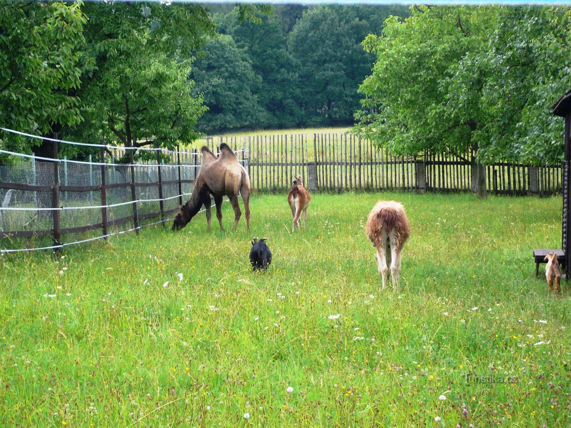 A bit of exoticism in the Czech countryside