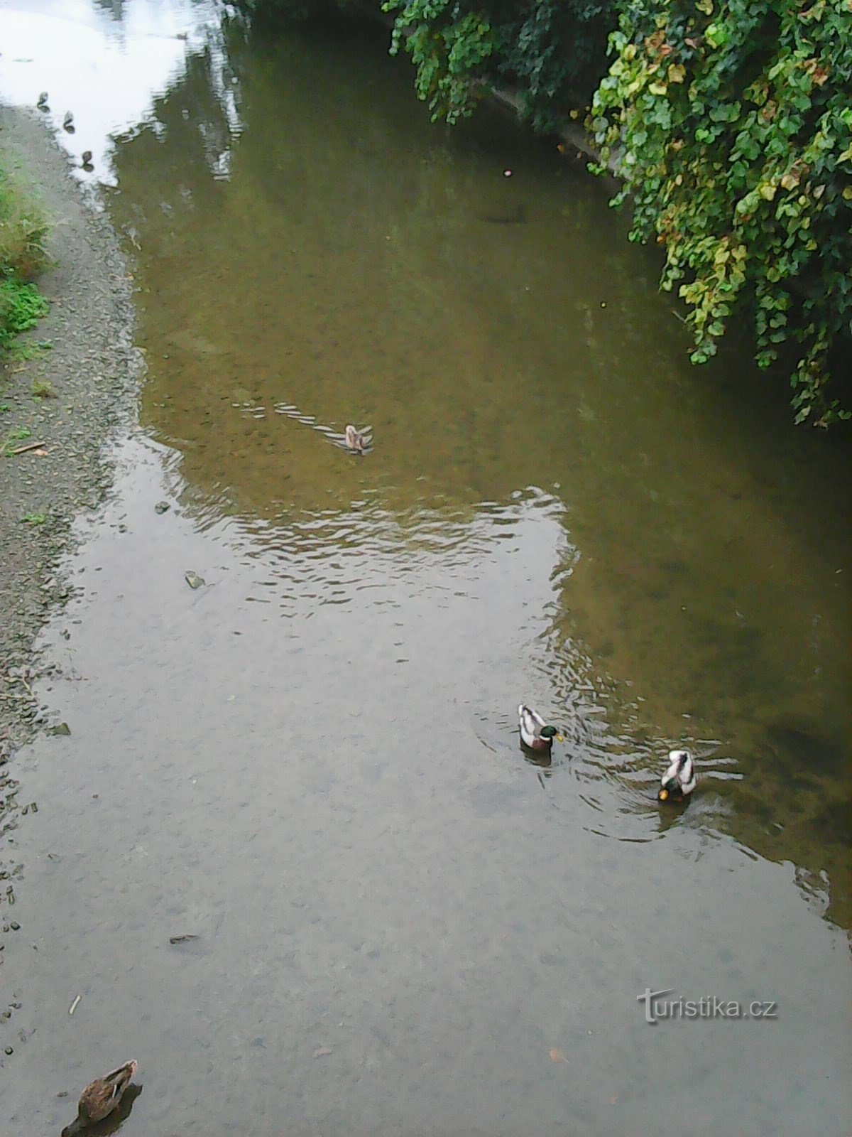 Un peu de la faune Hulín :) - canards sur la rivière Rusava