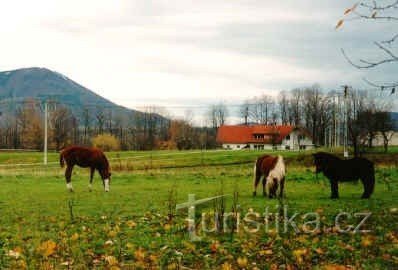 Trojanowice