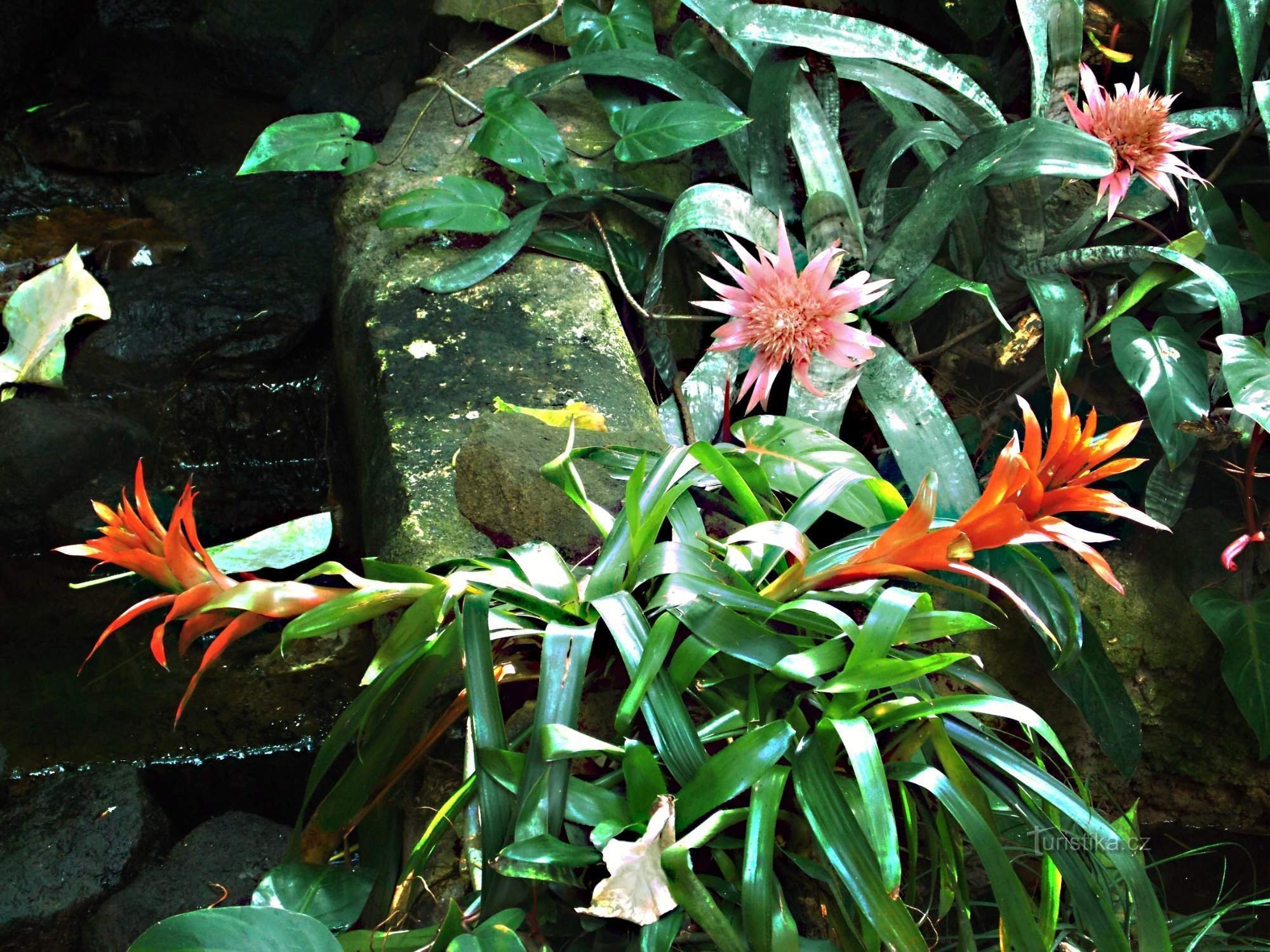 Bosque tropical en el pabellón de la sala Yucatán en Lešná cerca de Zlín