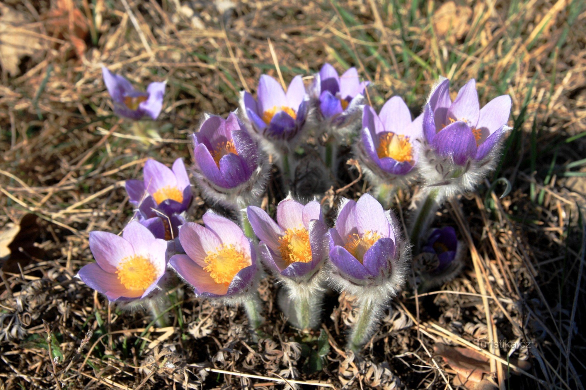 Mazzo di fiordaliso a fiore grande