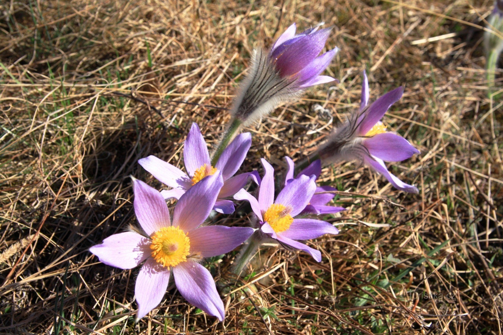 Ramo de aciano de flores grandes en Kamenné vrch